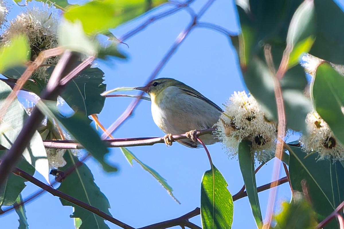 Пеночковая древесница - ML646192748