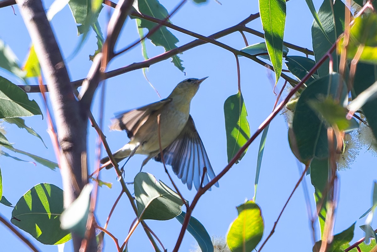 Пеночковая древесница - ML646192750