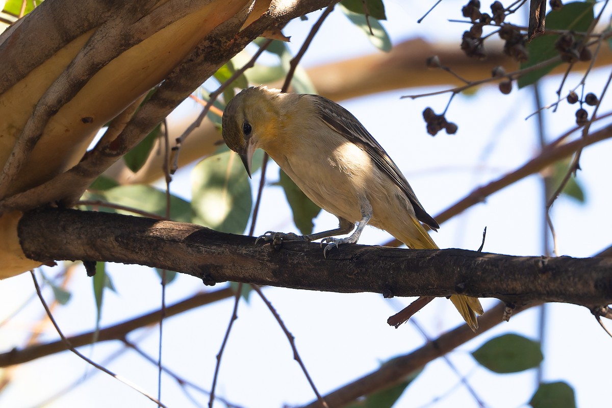 Белокрылый трупиал - ML646192751