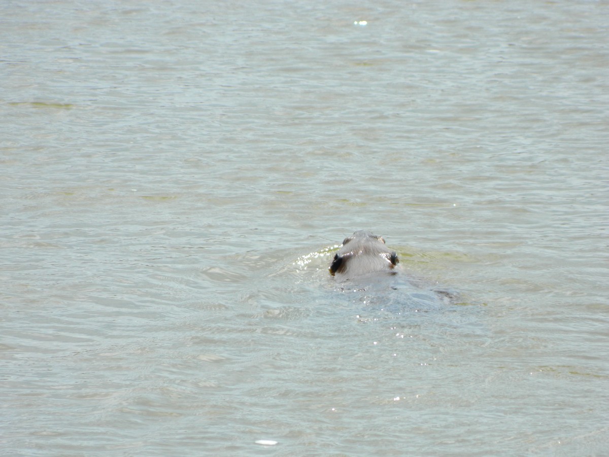 American Beaver - ML646192753