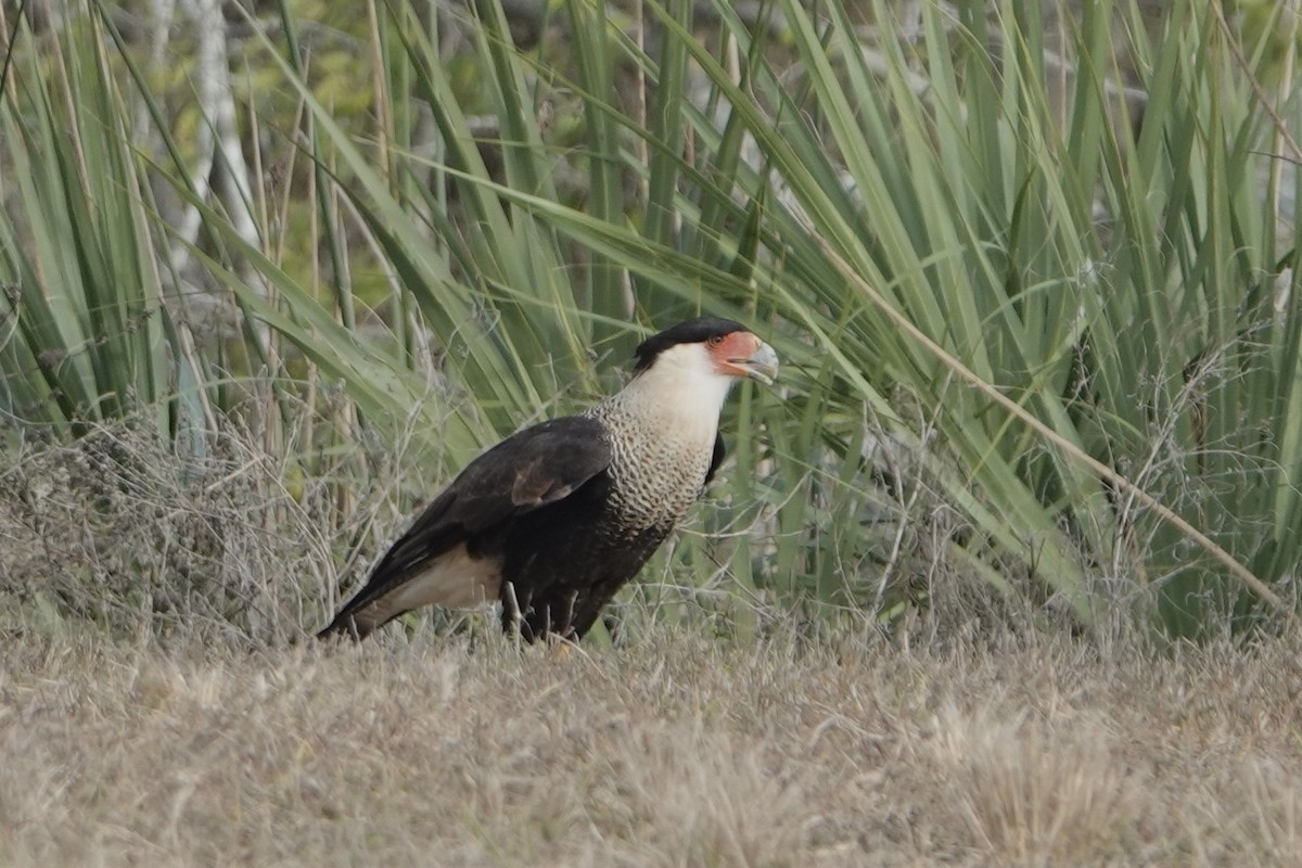 Crested Caracara (Northern) - ML646192757