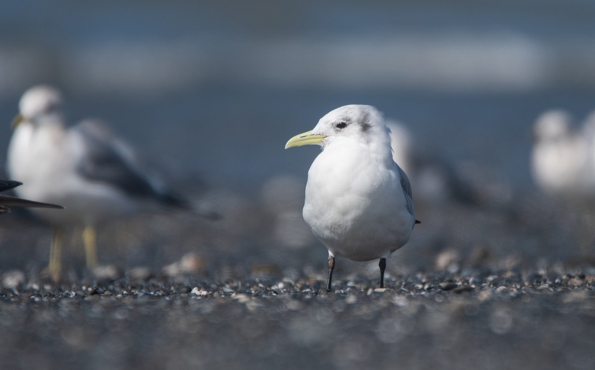 Kara Ayaklı Martı - ML646192759