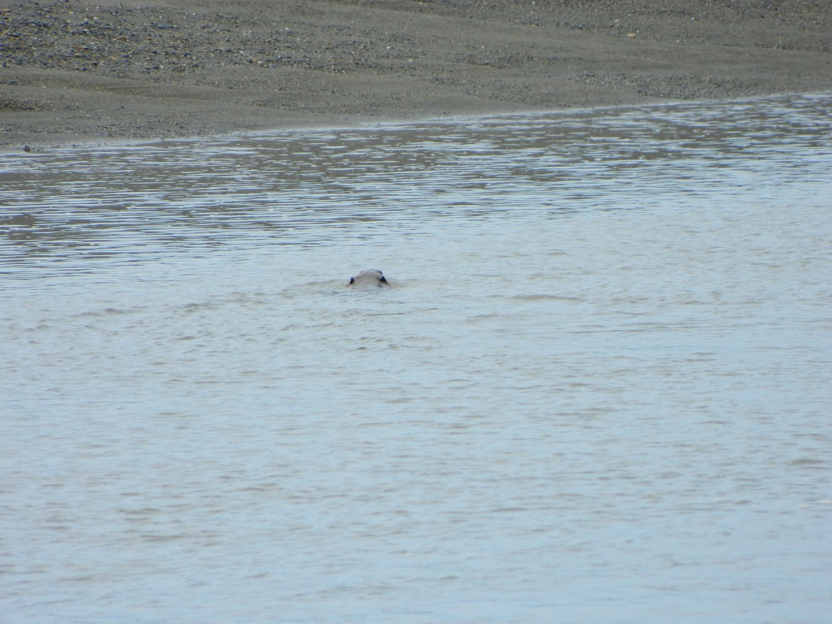 American Beaver - ML646192762