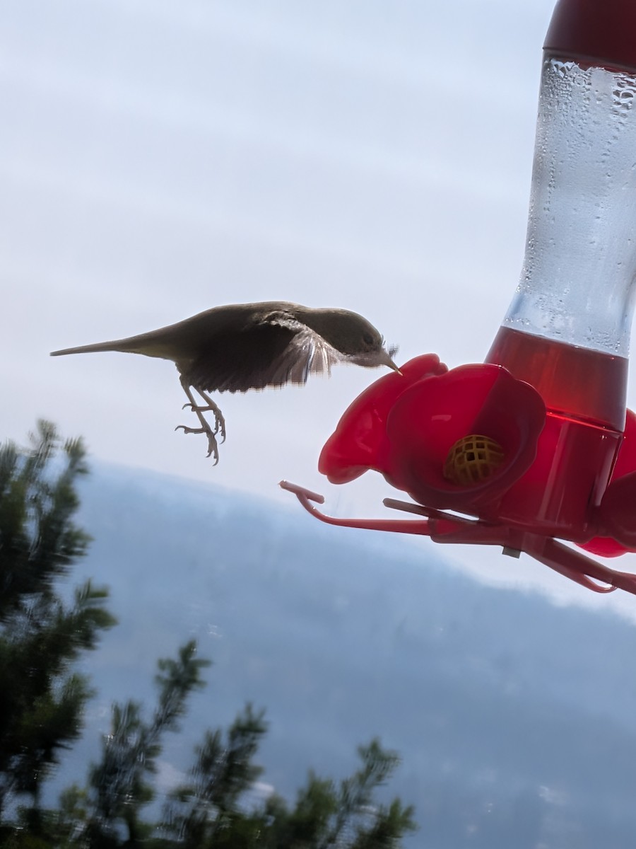 Orange-crowned Warbler - ML646192763