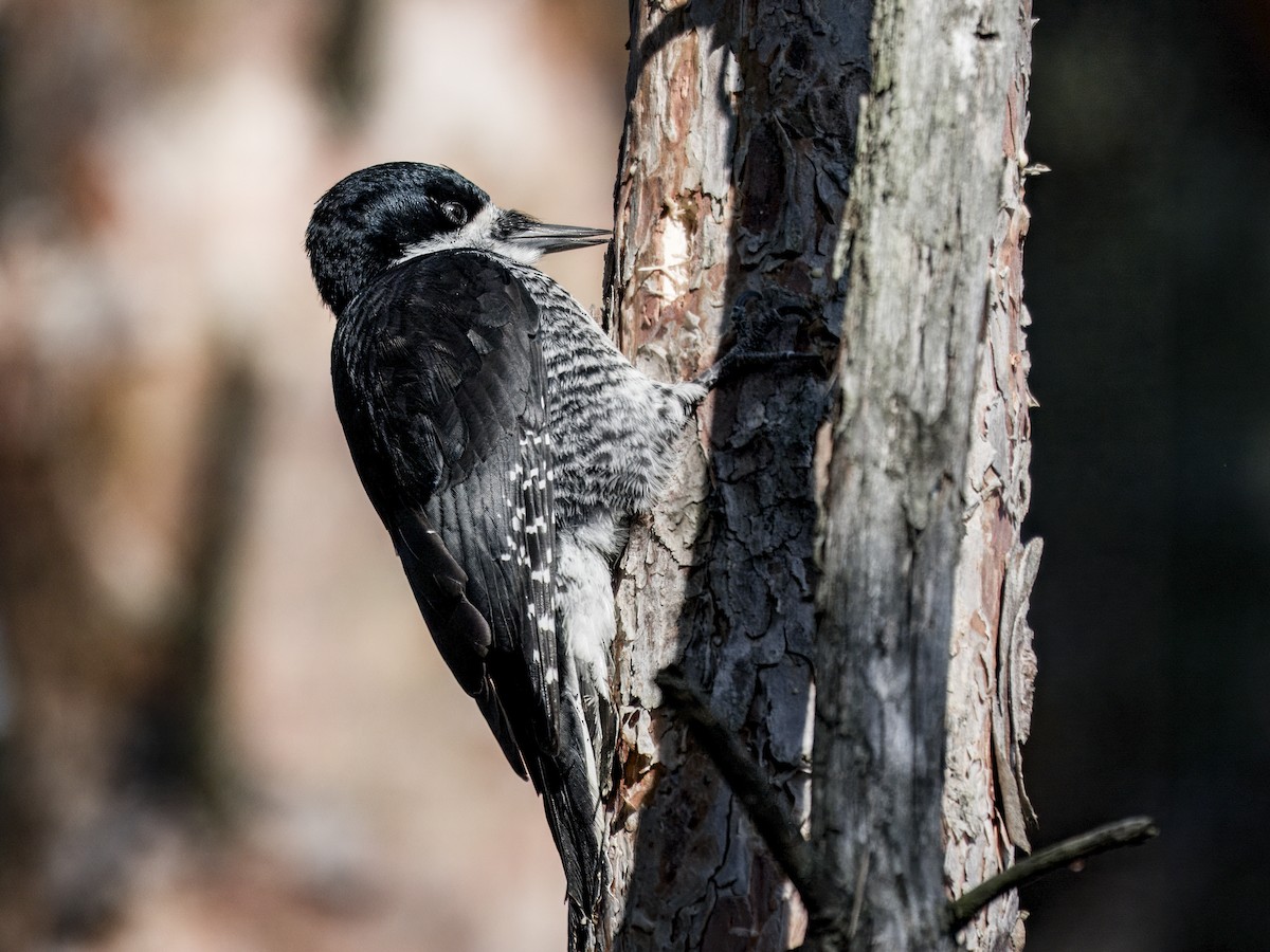 Black-backed Woodpecker - ML646192765