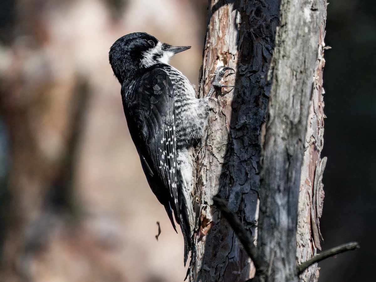 Black-backed Woodpecker - ML646192768