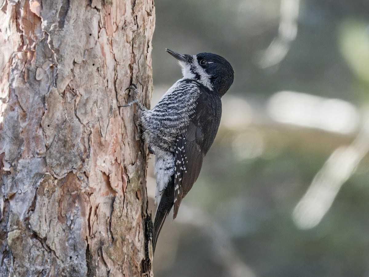 Black-backed Woodpecker - ML646192769