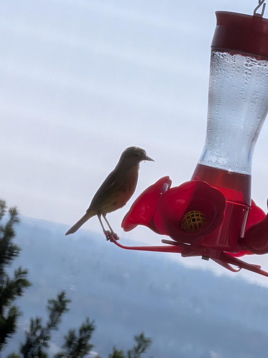 Orange-crowned Warbler - ML646192770