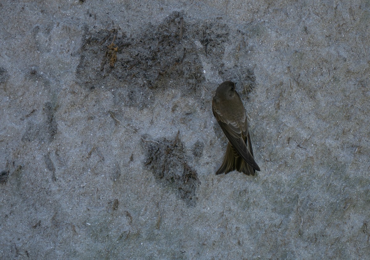 brunsandsvale - ML646192772