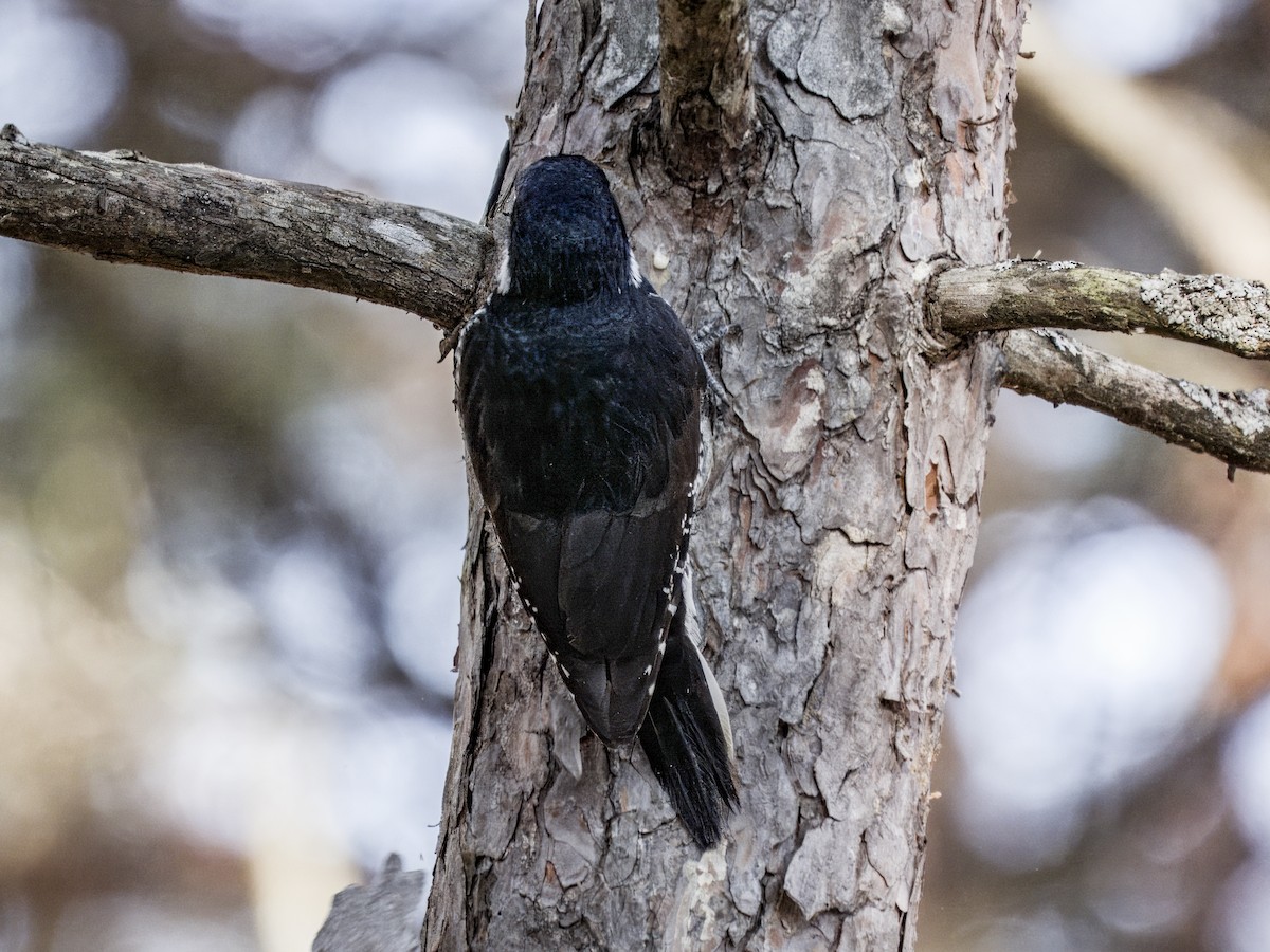Black-backed Woodpecker - ML646192774