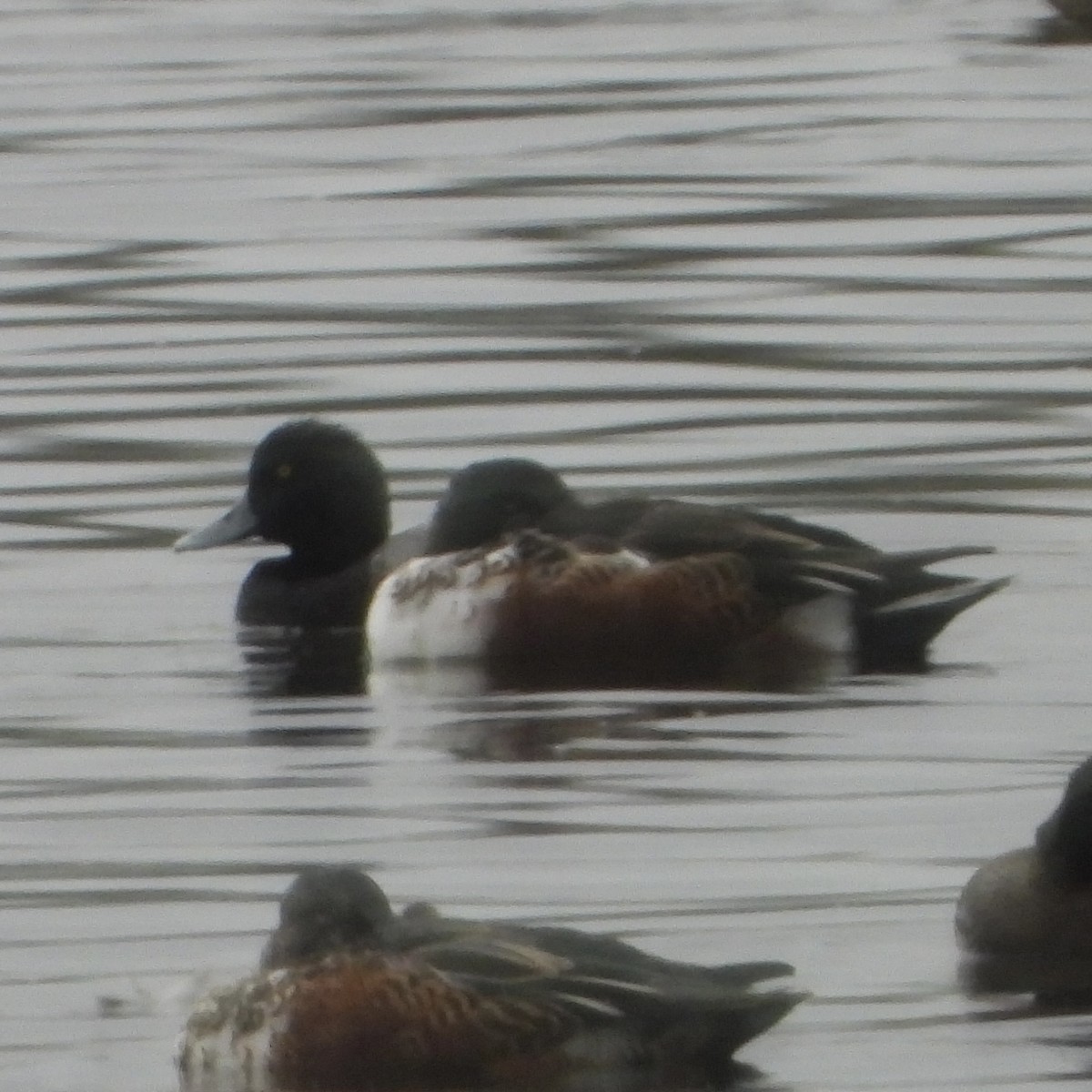 Морская чернеть - ML646192780