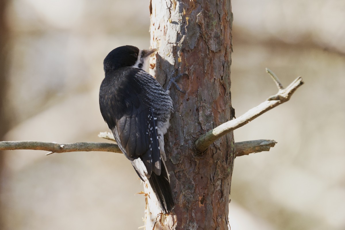 Black-backed Woodpecker - ML646192781