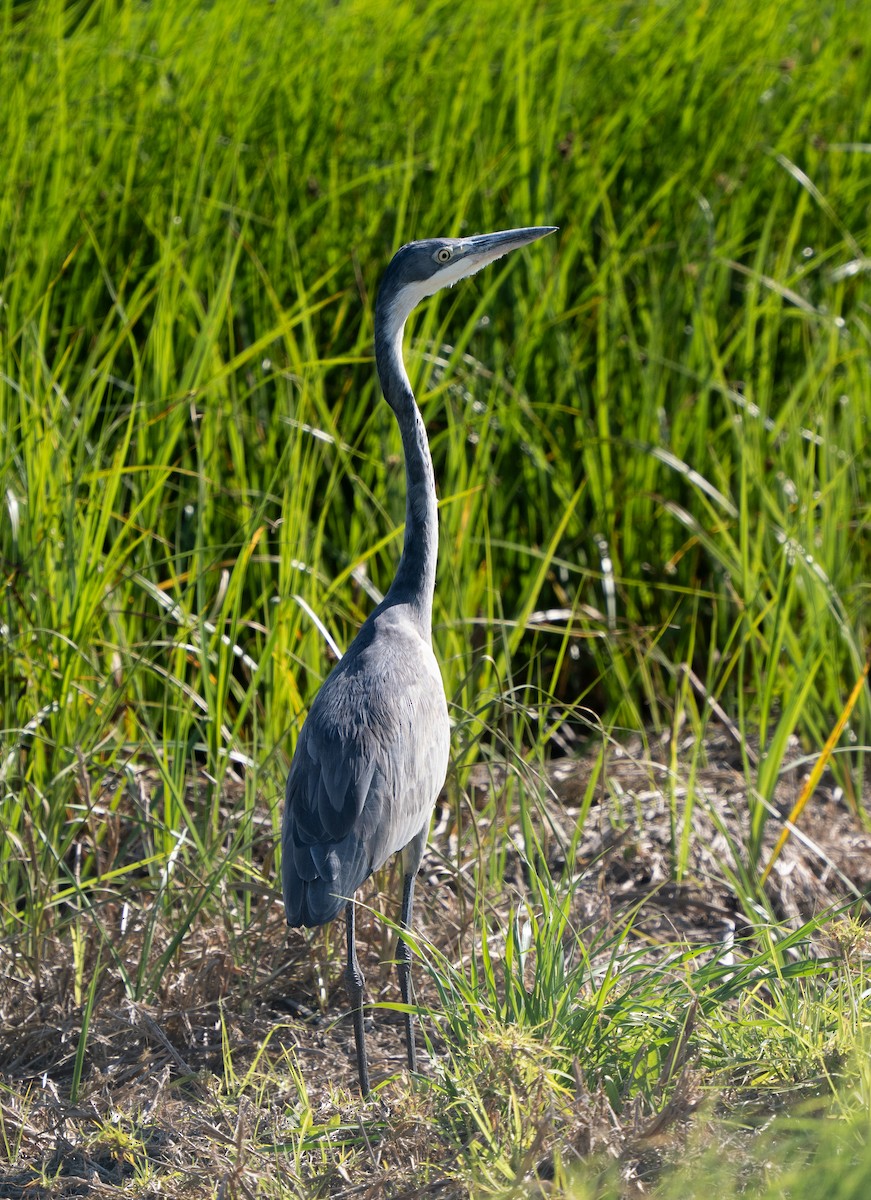 Black-headed Heron - ML646192784