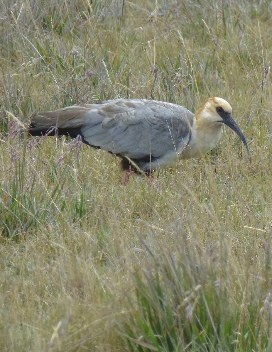 Andean Ibis - ML646192788