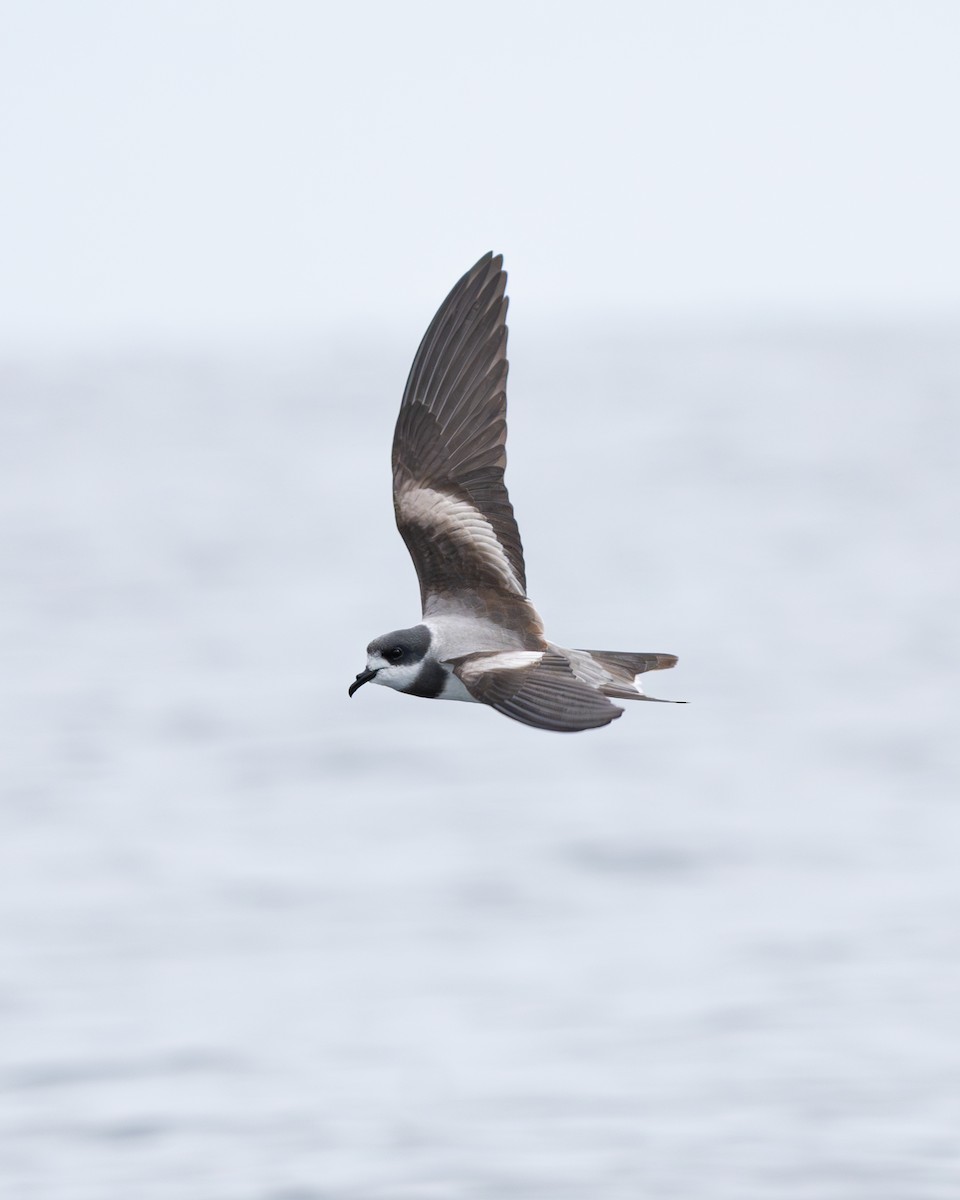Ringed Storm-Petrel - ML646192789