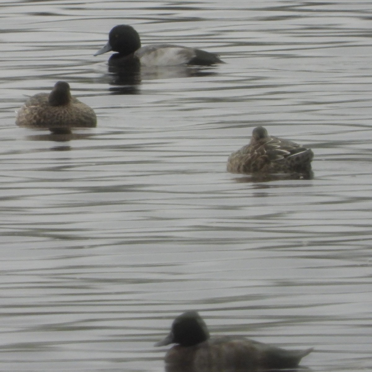 Морская чернеть - ML646192790