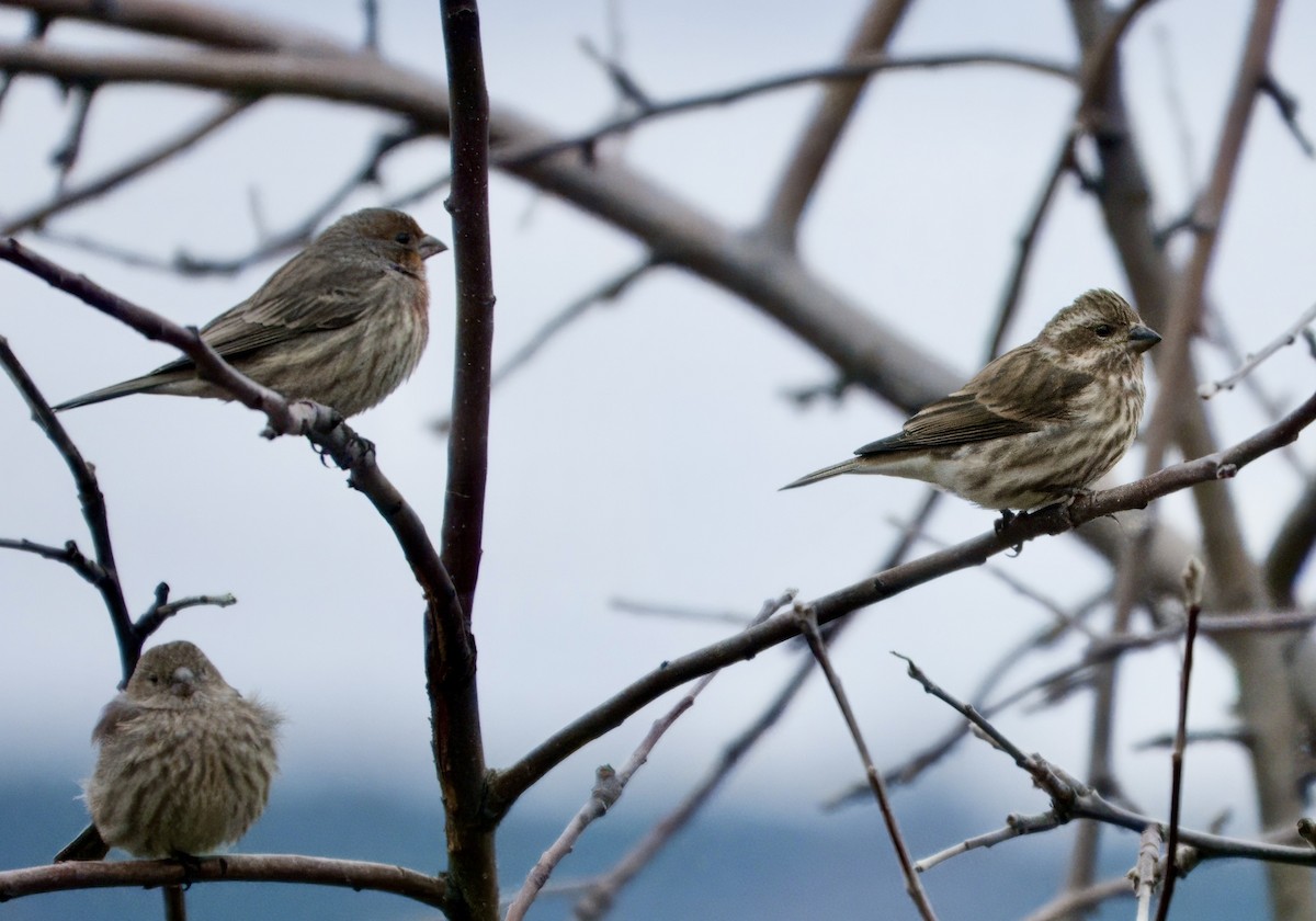 Purple Finch - ML646192797