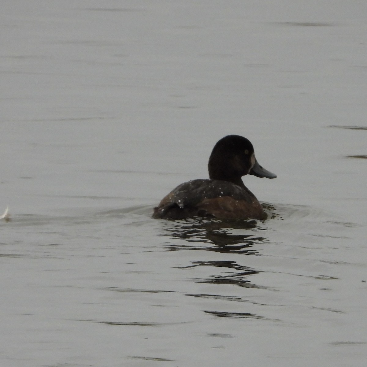 Морская чернеть - ML646192799