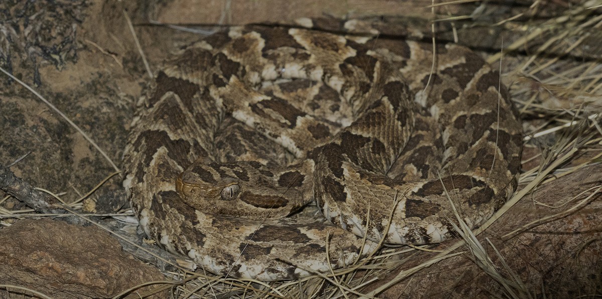 Painted Lancehead - ML646192803