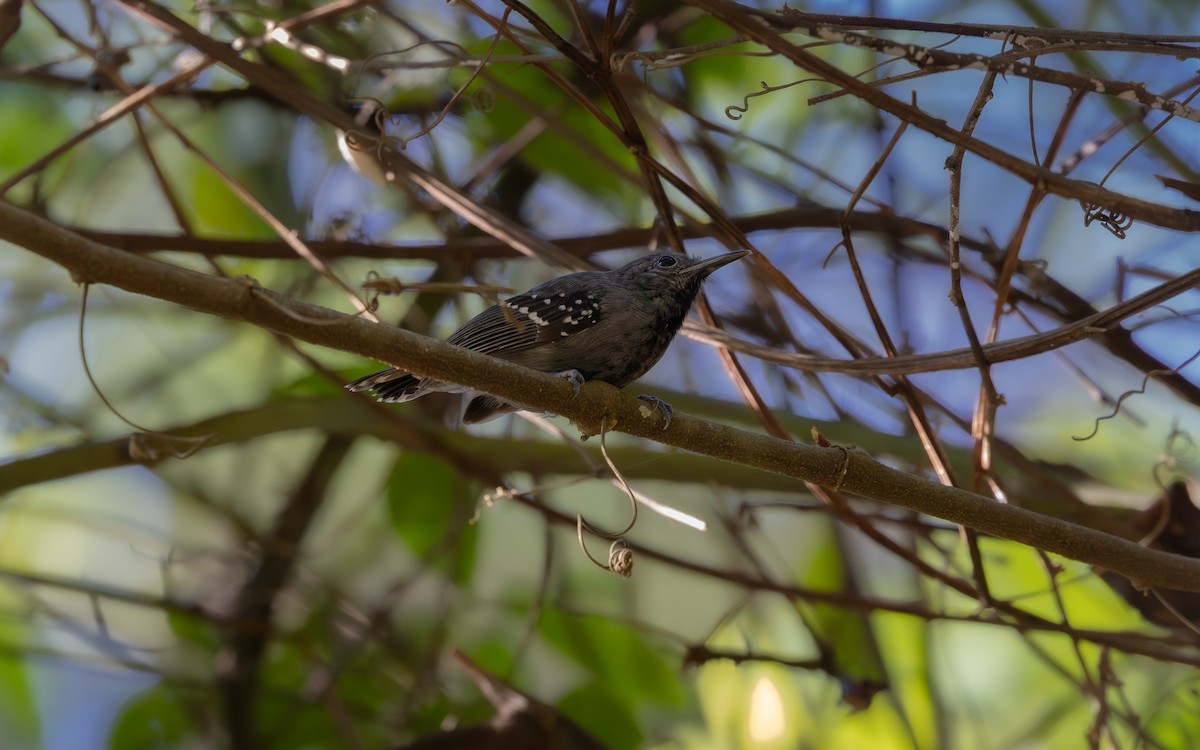 White-flanked Antwren - ML646192804