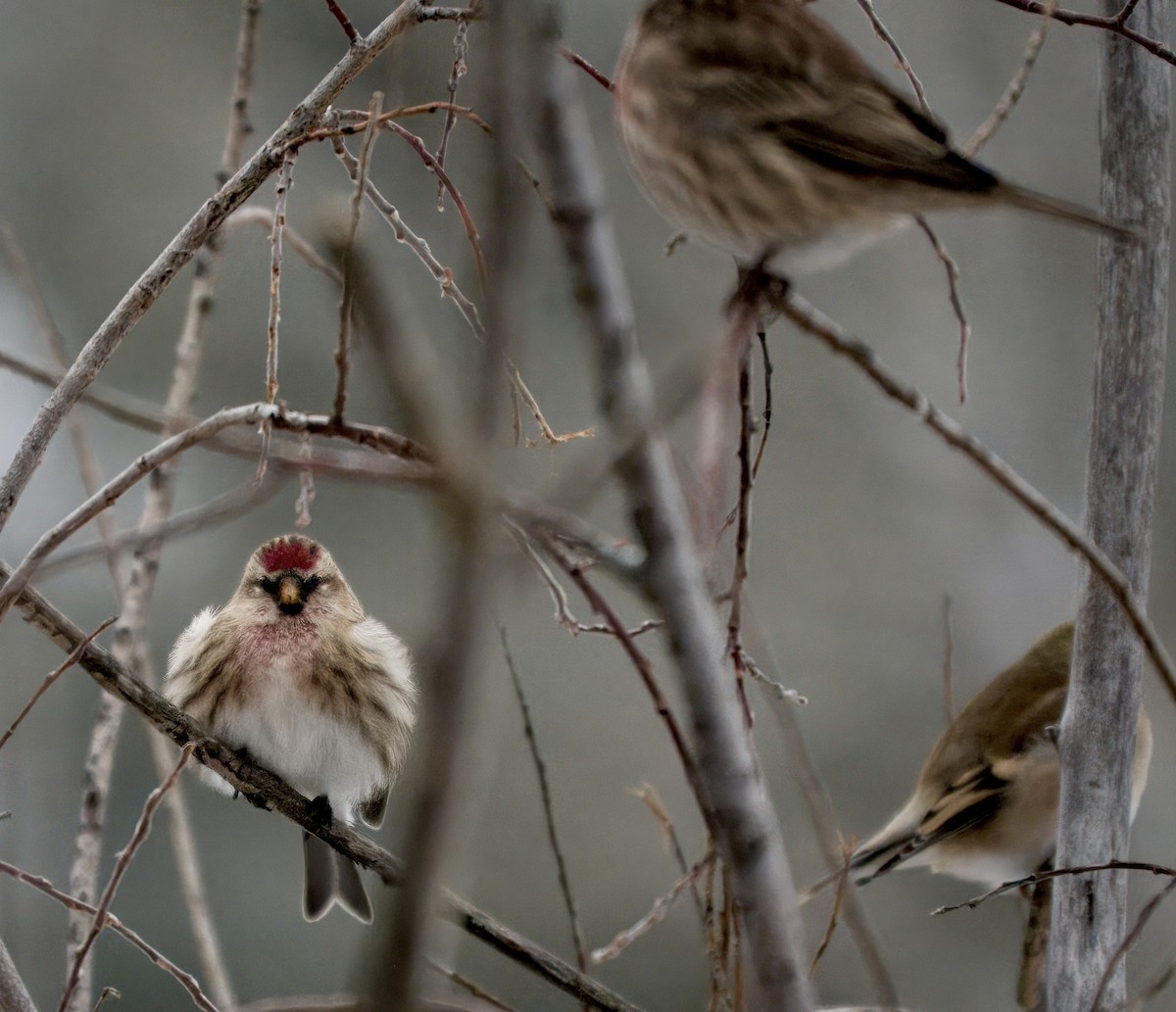 Redpoll - ML646192808
