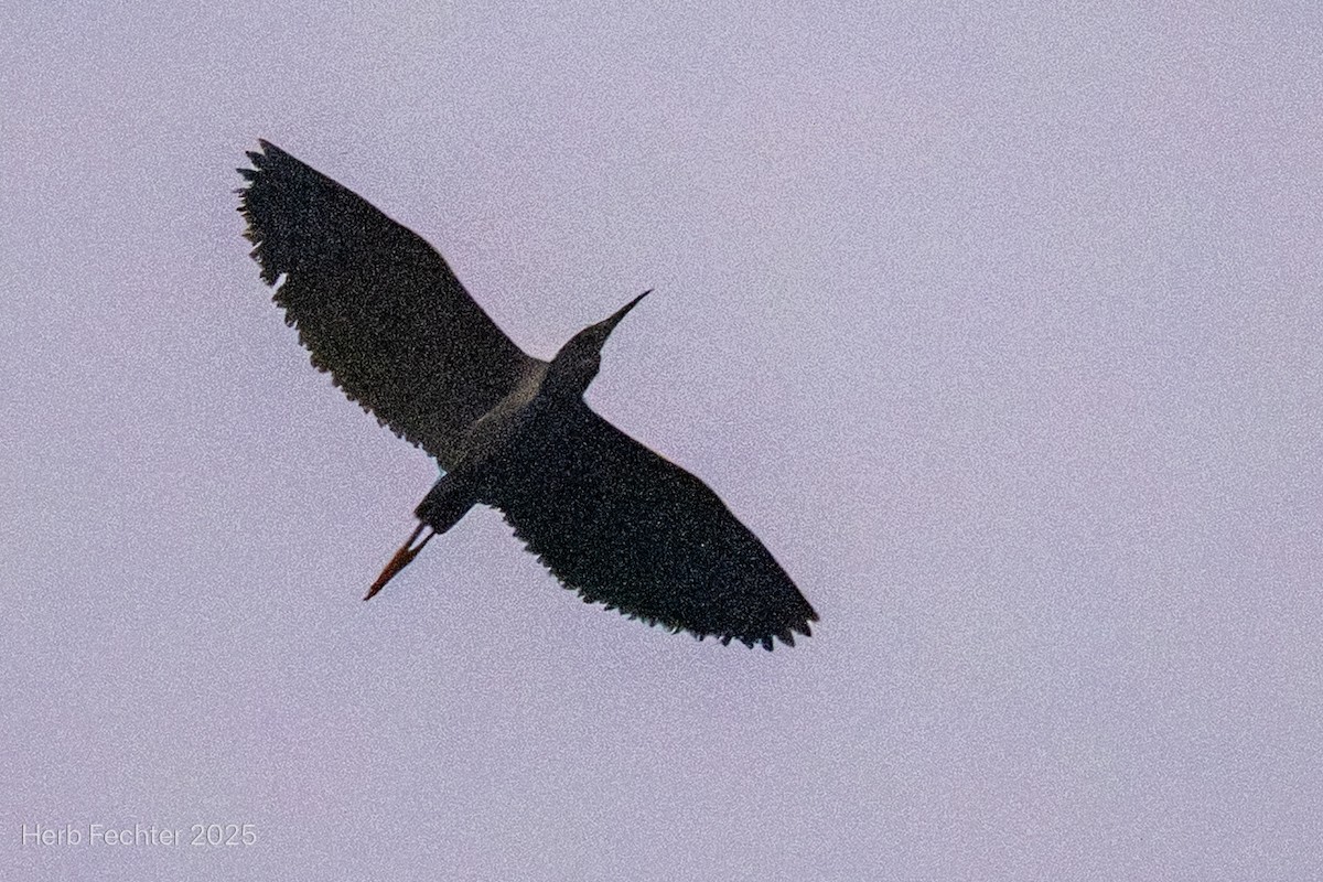 Black Heron - ML646192814