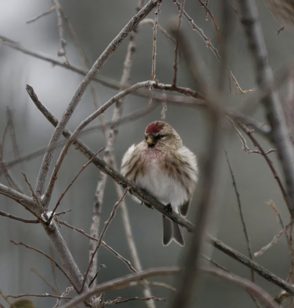 Redpoll - ML646192817