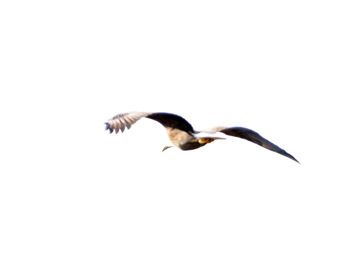 Bald Eagle - ML646192818