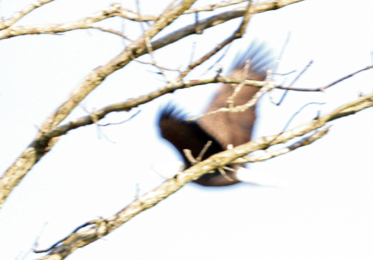 Bald Eagle - ML646192820