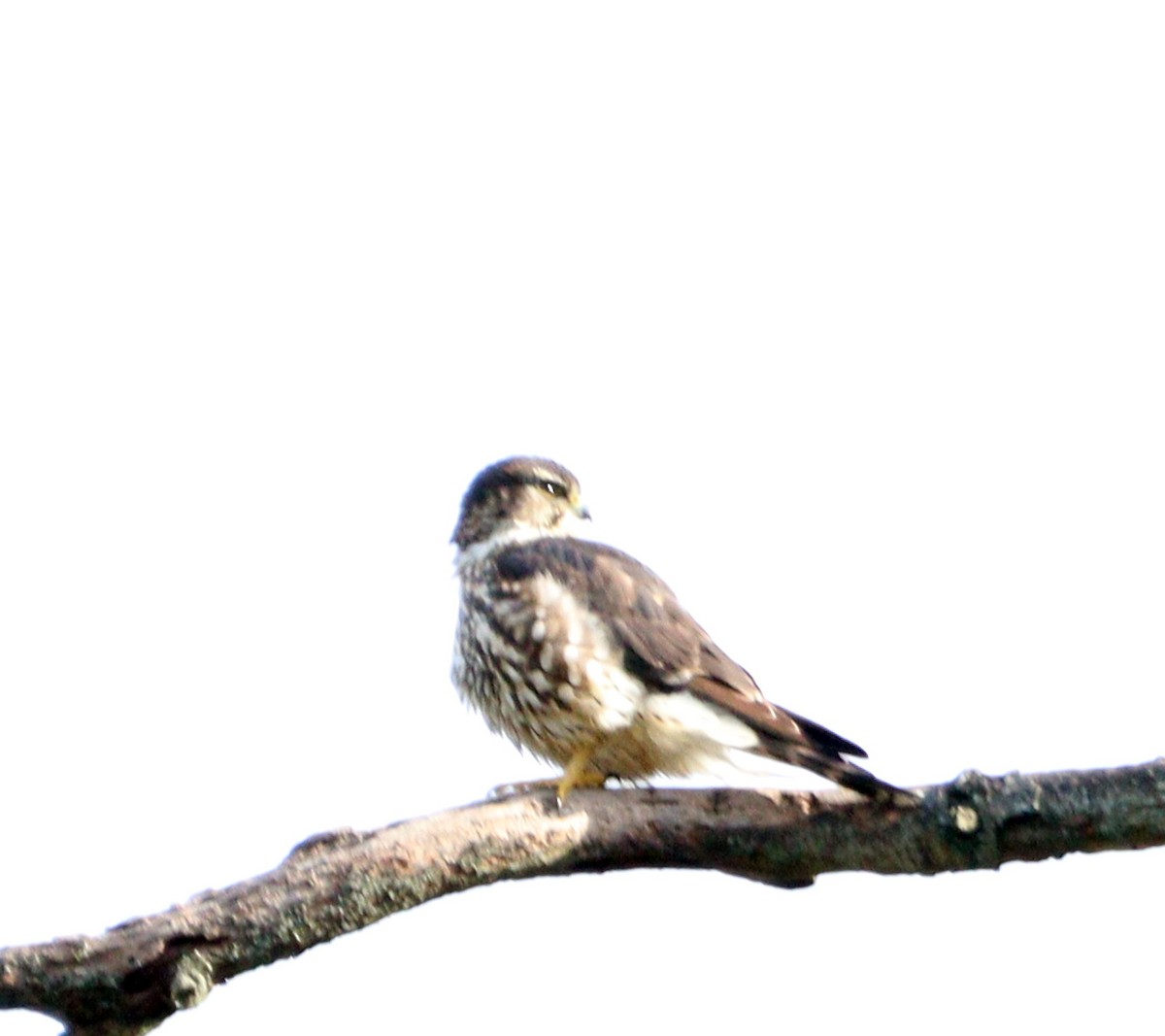 Merlin - ML646192828