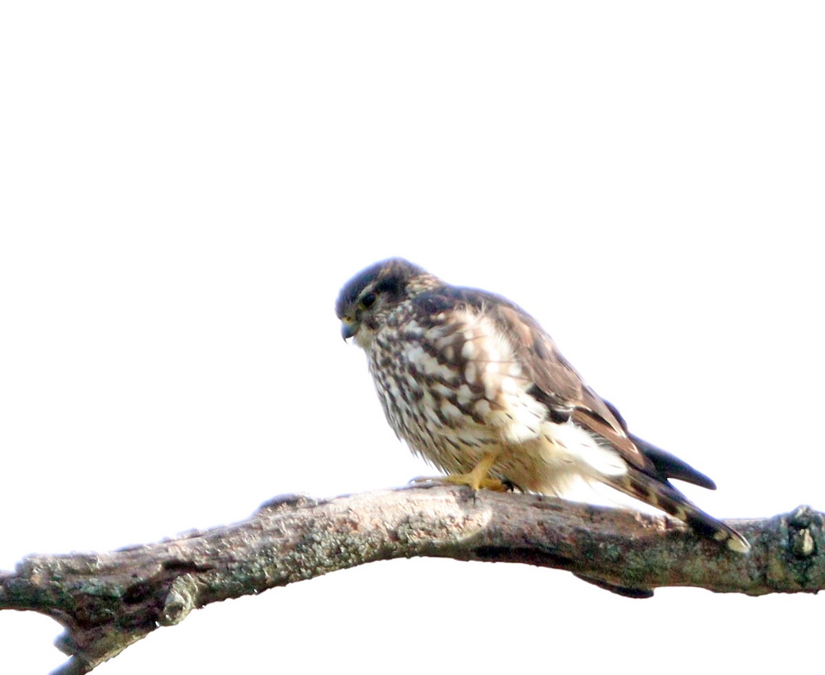 Merlin - ML646192829