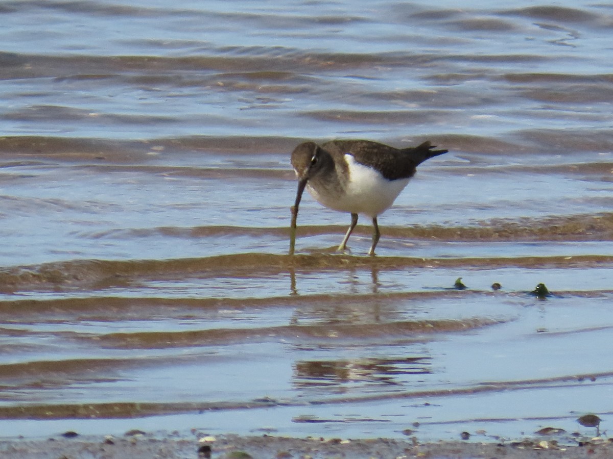Common Sandpiper - ML646192831