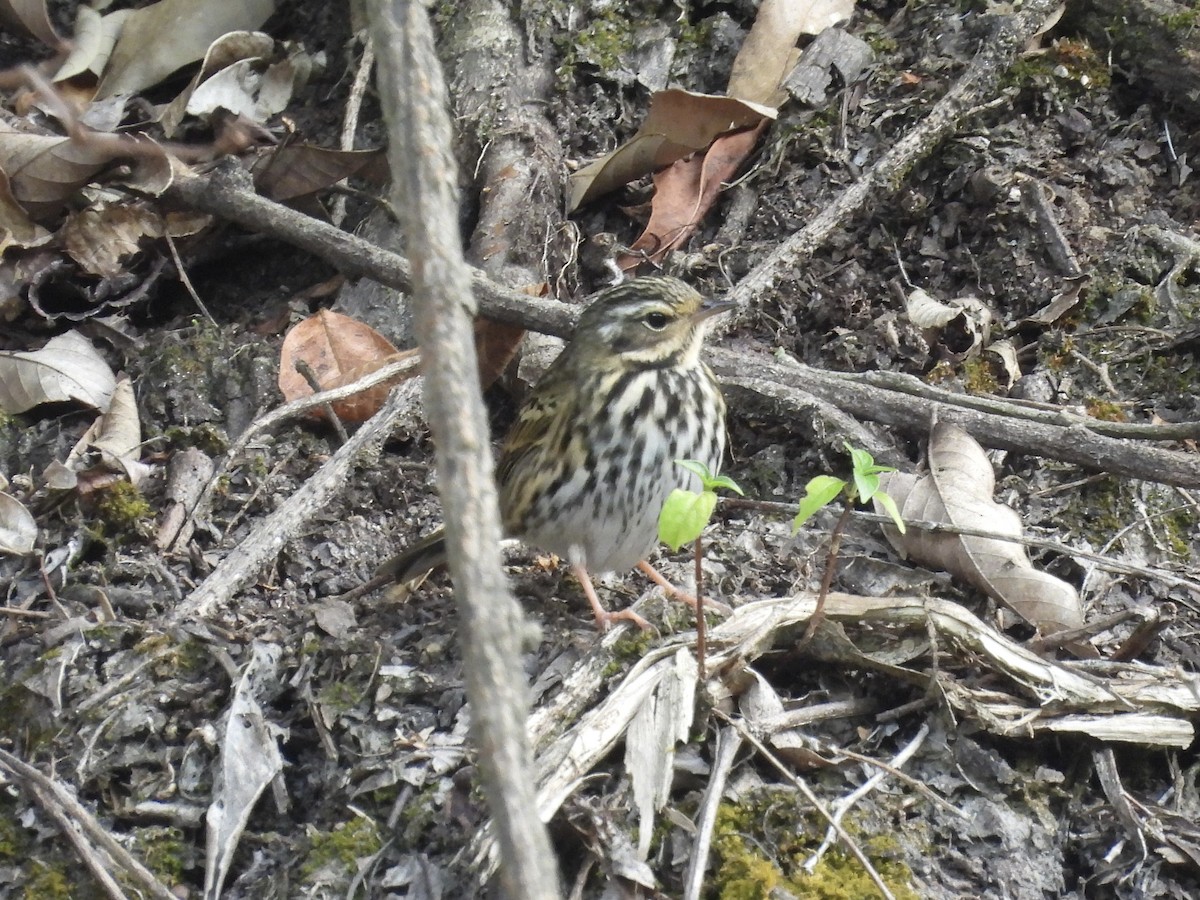 樹鷚 - ML646192833