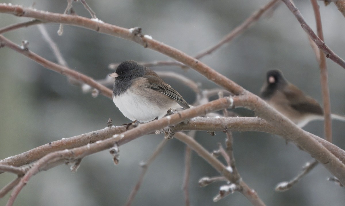 Dark-eyed Junco - ML646192836