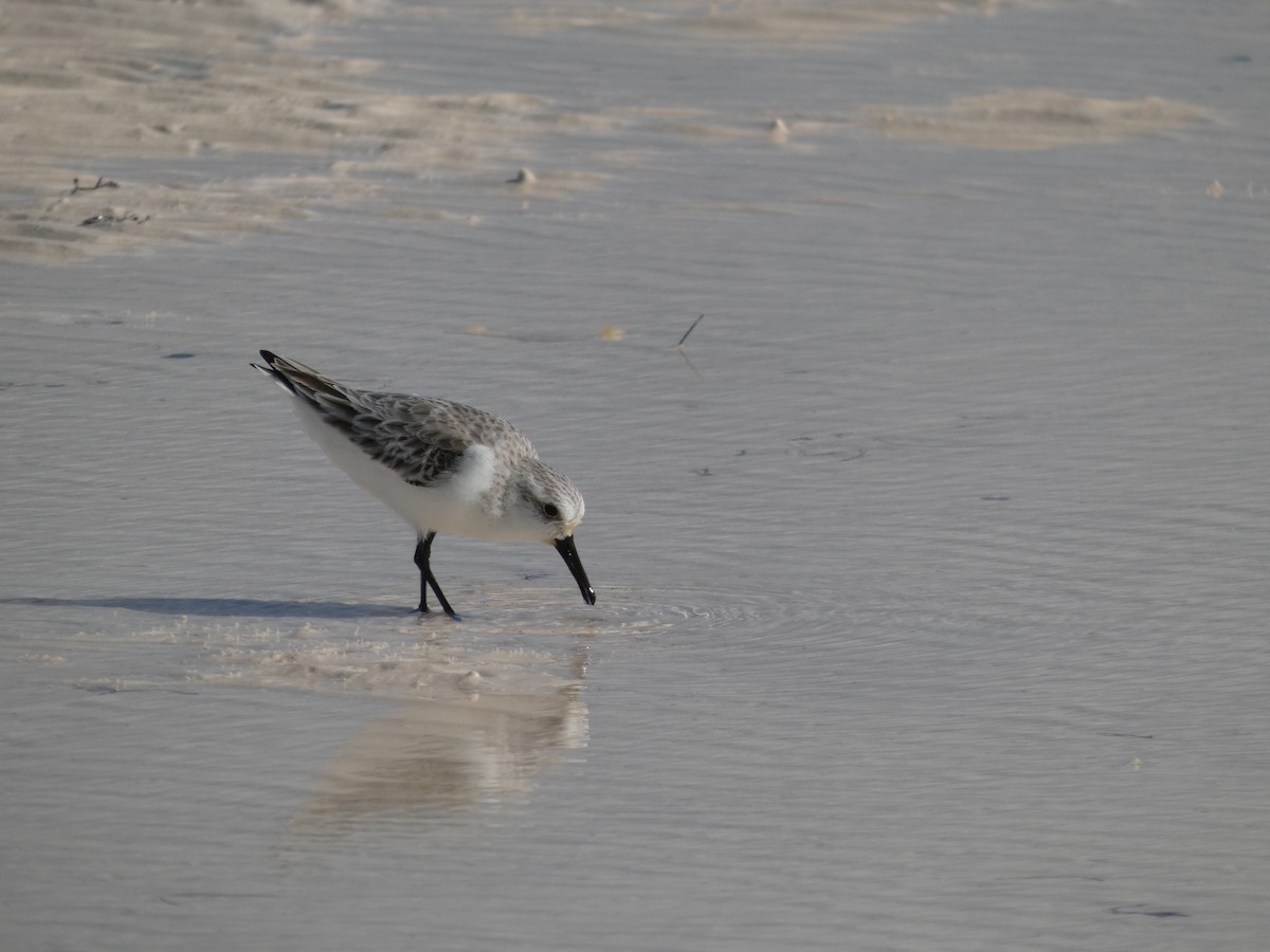 Sanderling - ML646192837