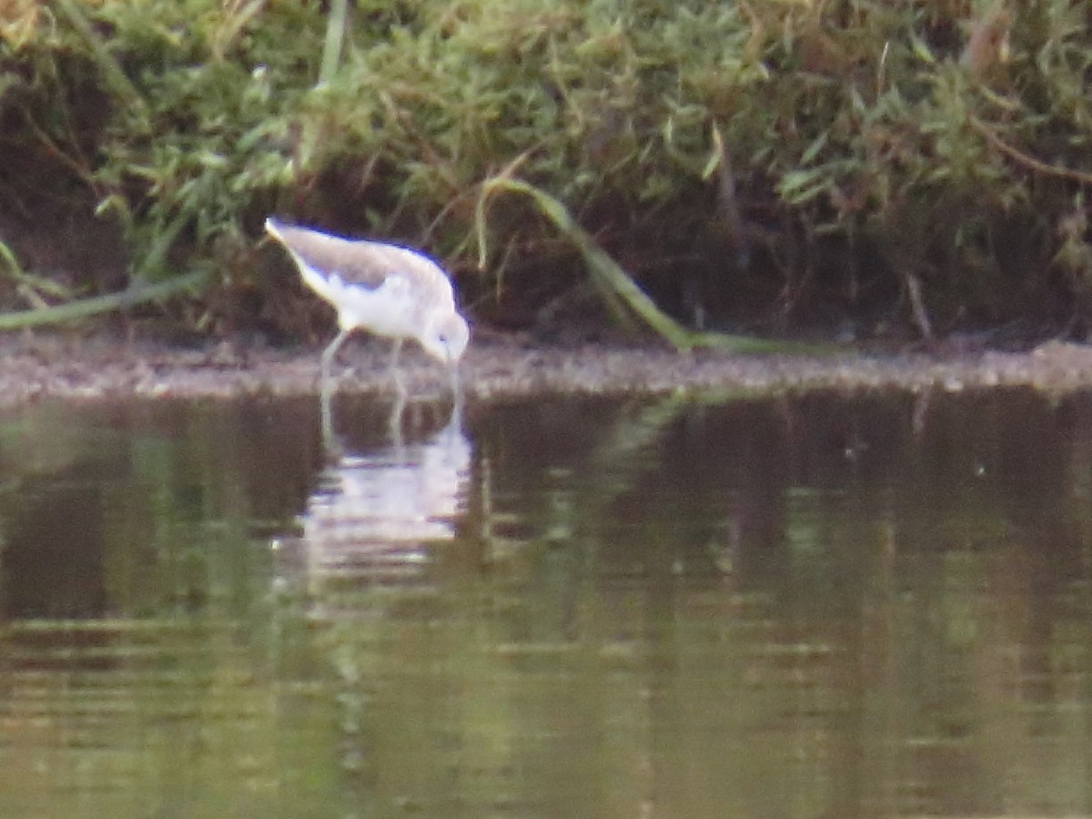 Common Greenshank - ML646192840