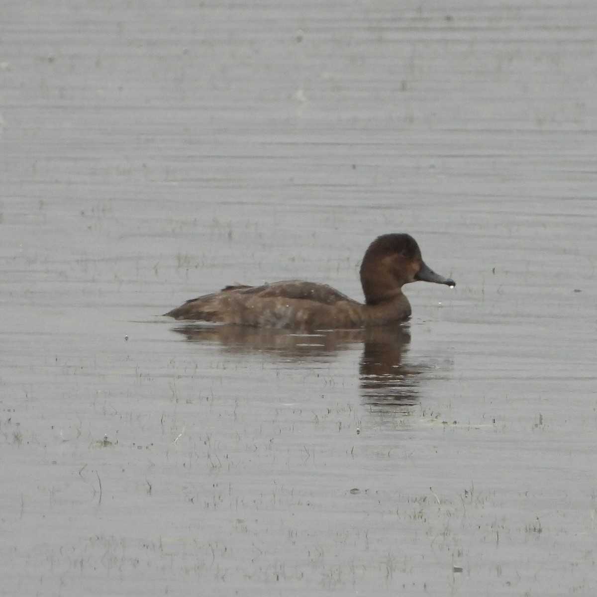 Redhead - ML646192851