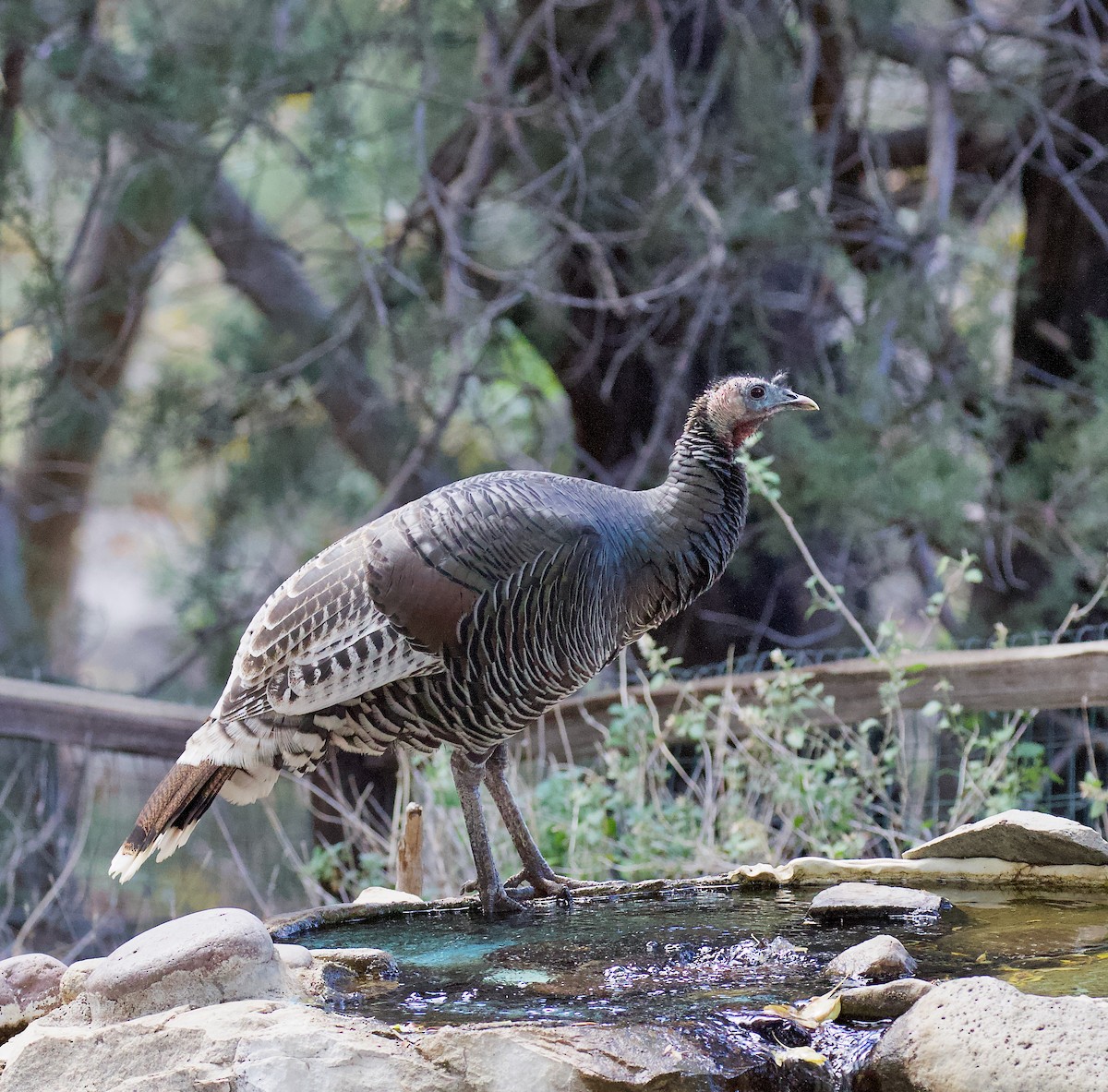 Tacchino selvatico - ML646192852