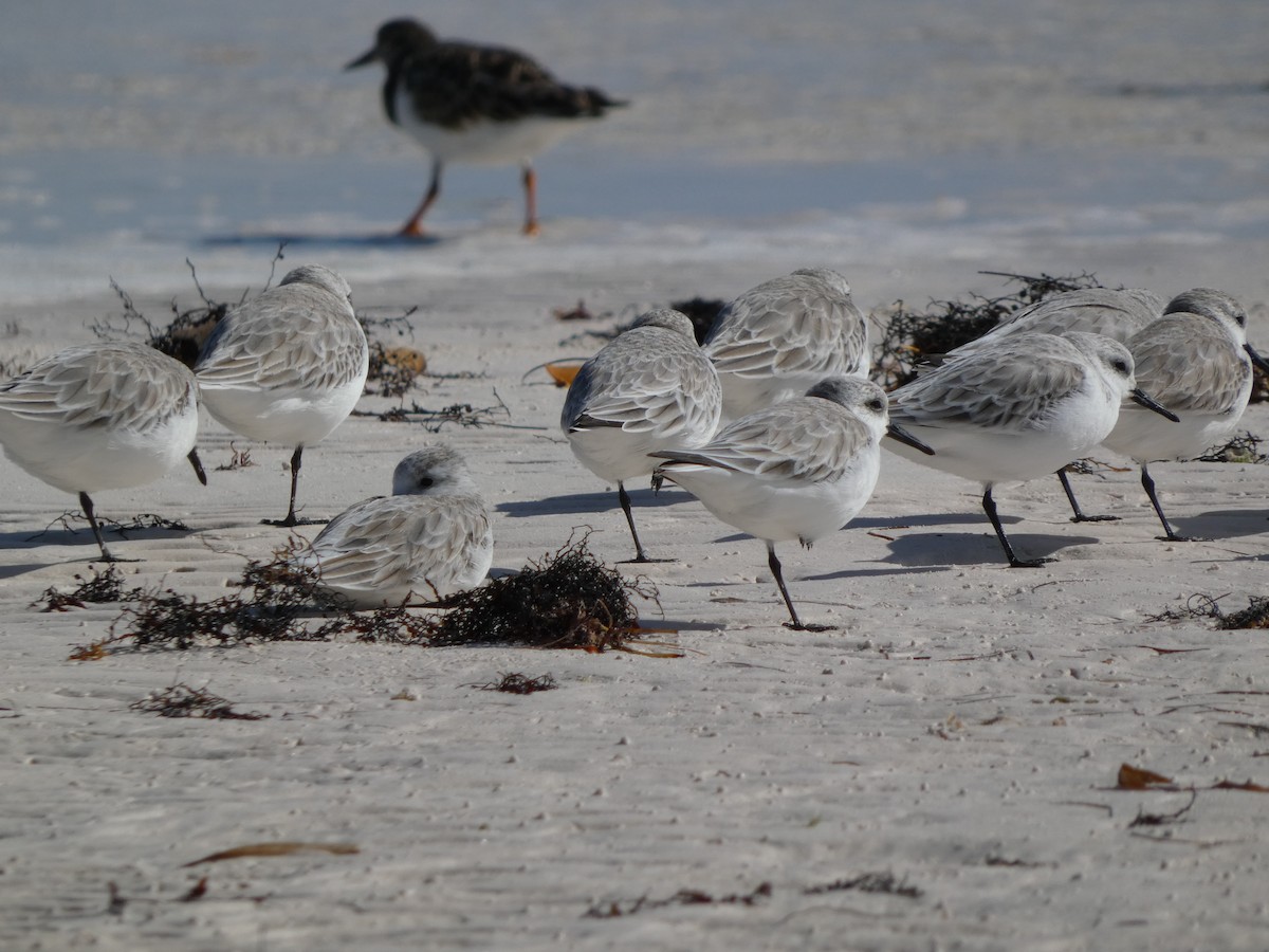 Sanderling - ML646192853