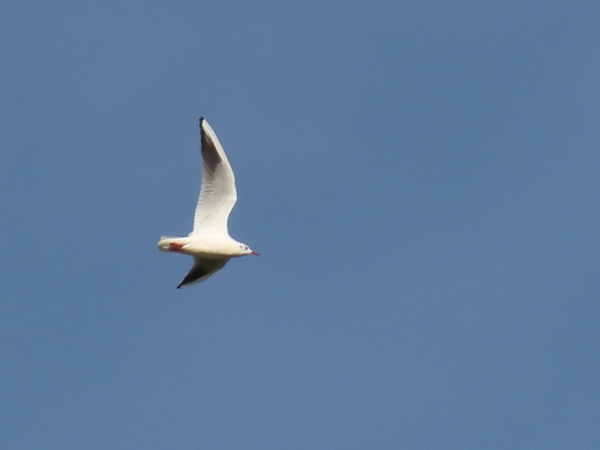 Black-headed Gull - ML646192854