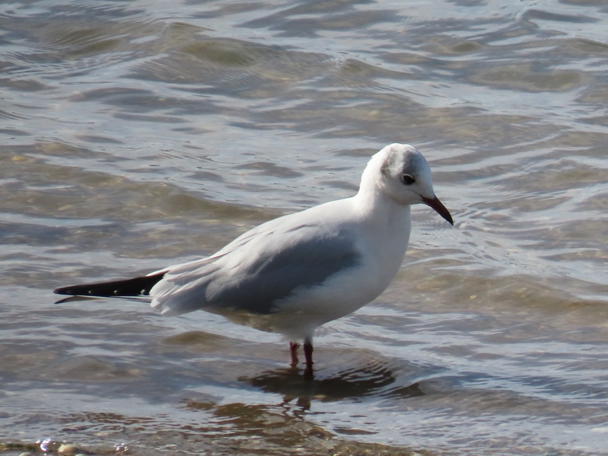 Black-headed Gull - ML646192855