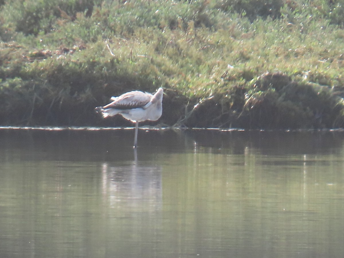 Greater Flamingo - ML646192878