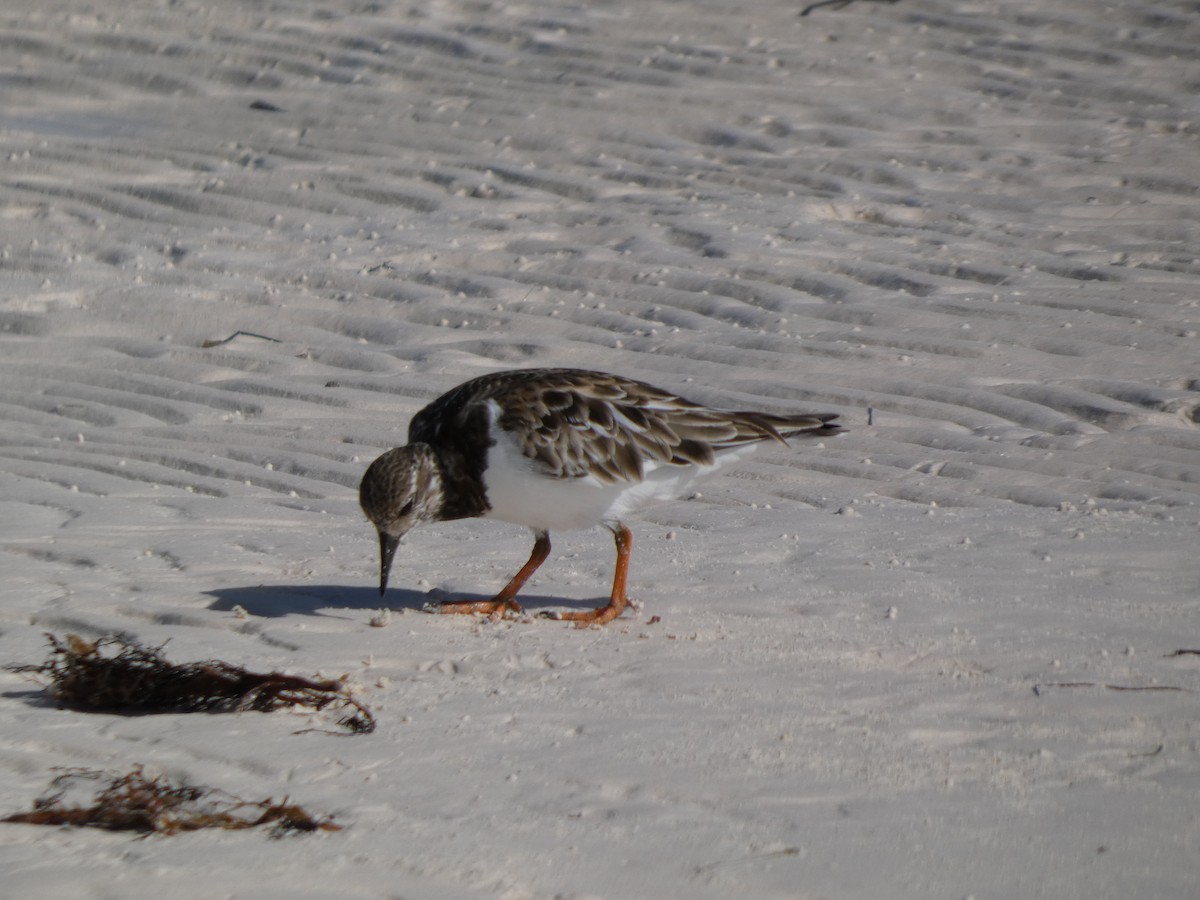 Ruddy Turnstone - ML646192879