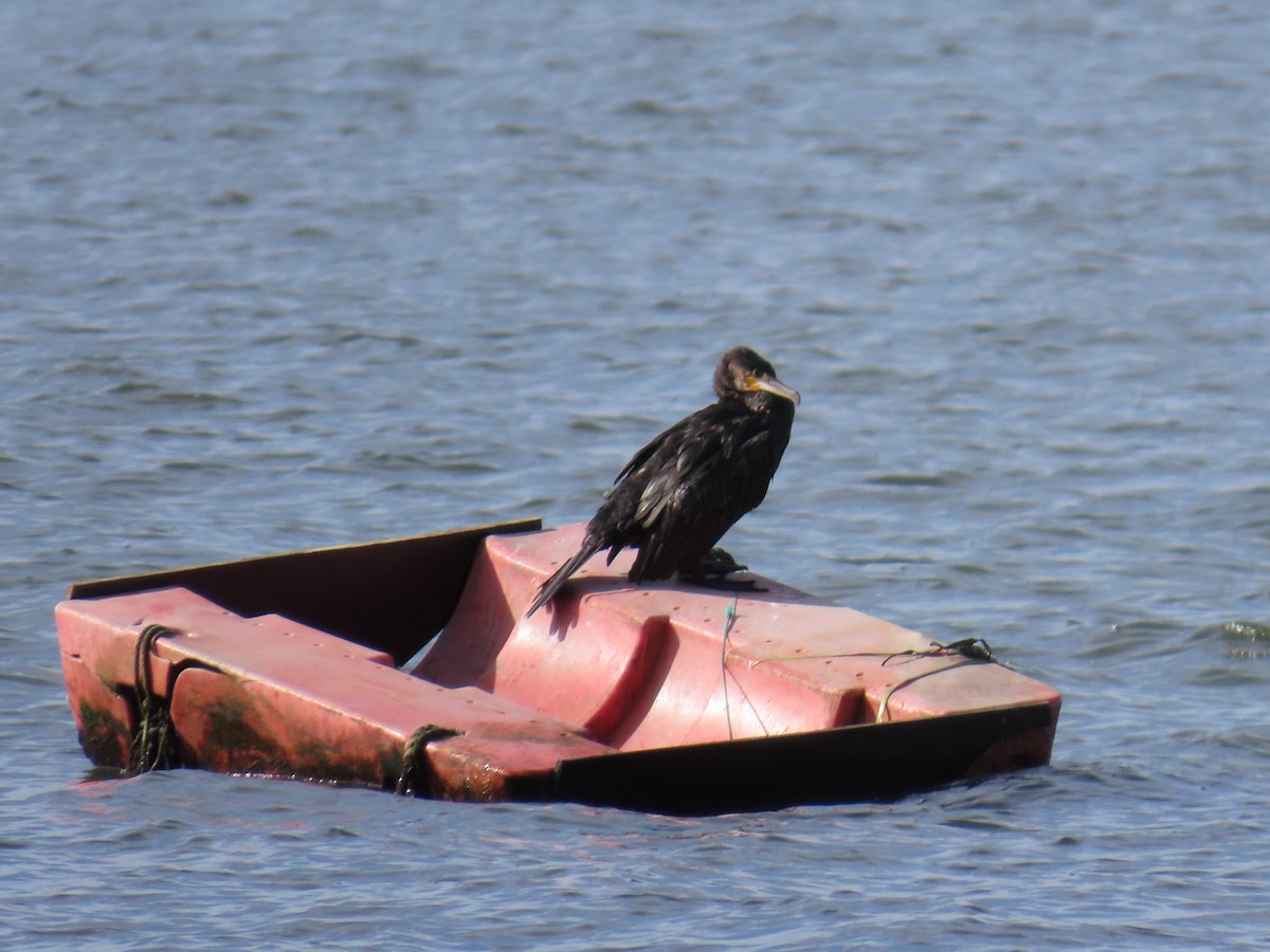Great Cormorant - ML646192889