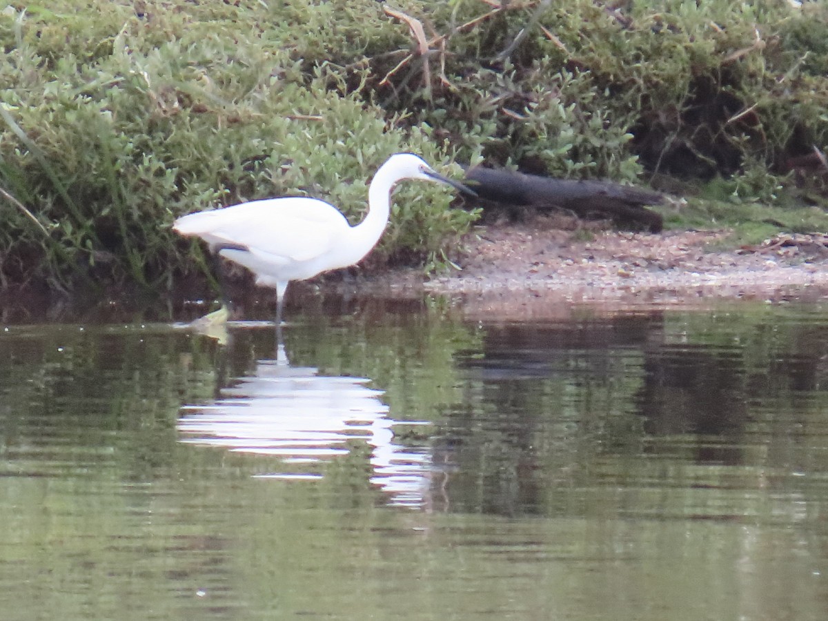 Чепура мала - ML646192891