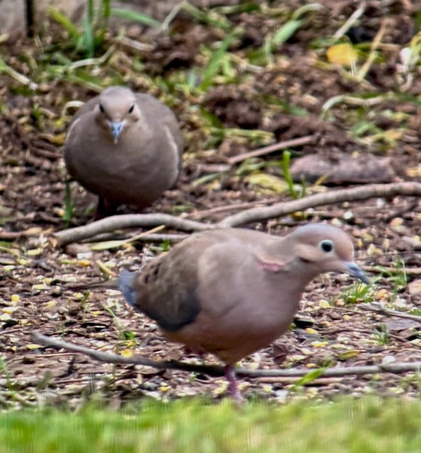 Mourning Dove - ML646192895