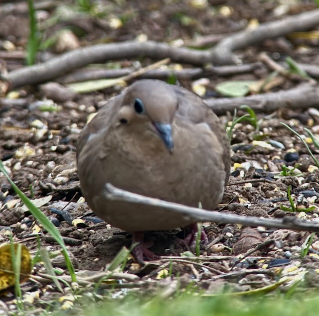 Mourning Dove - ML646192896