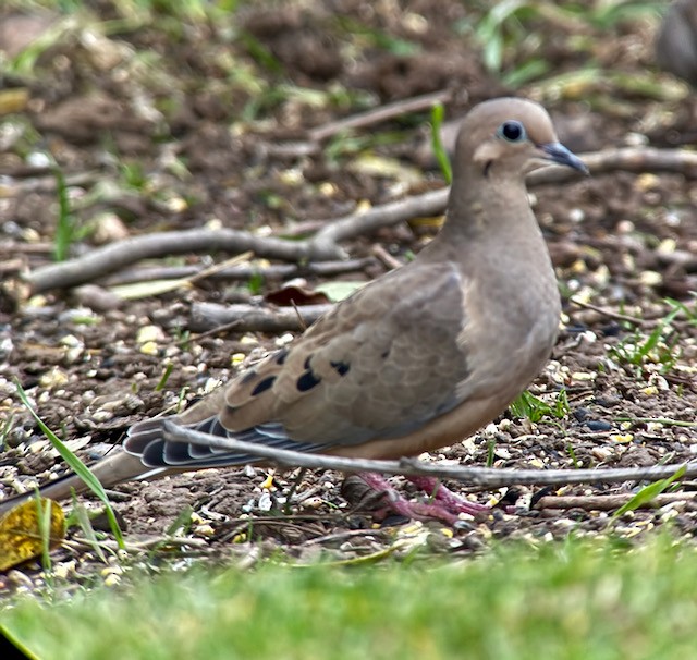 Mourning Dove - ML646192897