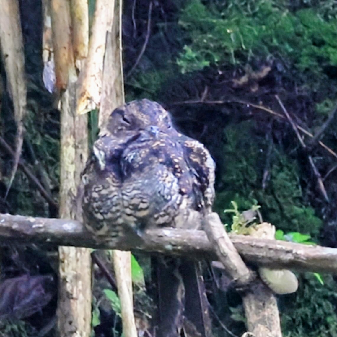 Lyre-tailed Nightjar - ML646192898