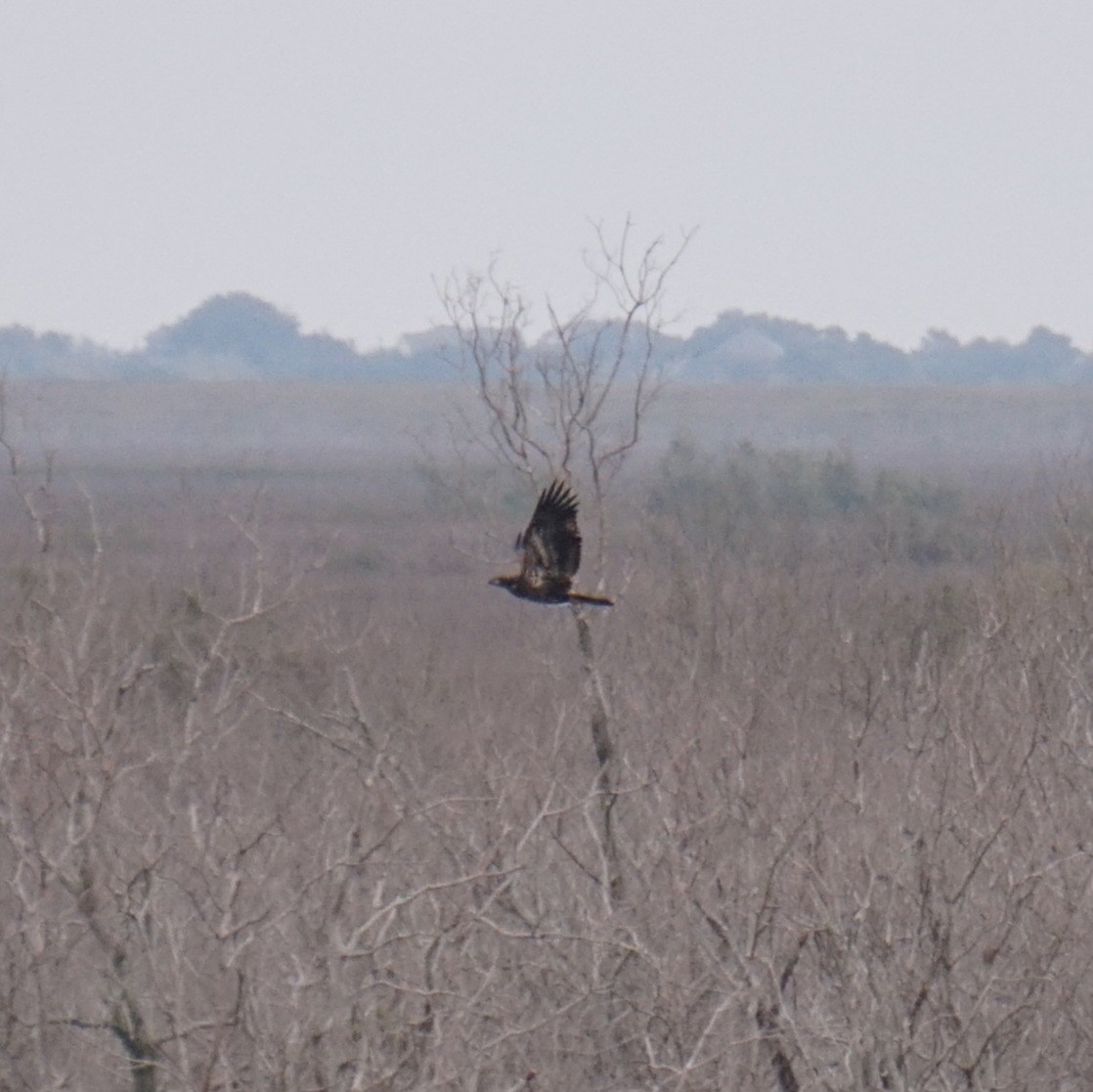 Bald Eagle - ML646192899